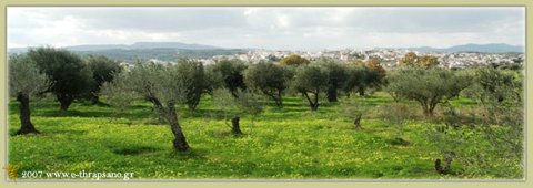 Τα ελαιόδεντρα, ο καρπός, το λάδι.