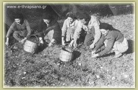 Χαμολόι ή ραντολόι; Η κάθε ελιά αξίζει μιά μετάνοια. (φωτ αρχείο Μαρ. Ελ. Μαυραντωνάκη)