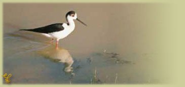 thrapsano-livades-bird-03