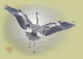 thrapsano-wild-bird-01